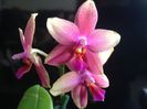 Phalaenopsis Sweet Memory Liodoro