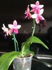 Phalaenopsis Sweet Memory Liodoro