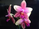 Phalaenopsis Sweet Memory Liodoro