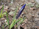 Iris reticulata Blue (2014, February 28)