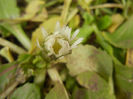 Bellis perennis (2014, February 20)