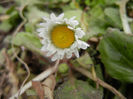 0228 Bellis perennis (2014, February 28)