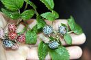 rubus- albescens