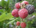 rubus niveus