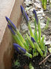 Iris reticulata Blue (2014, March 03)
