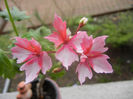 Pink Stellar Geranium (2014, March 03)