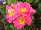 Pink Primula (2014, February 20)