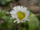 Bellis perennis (2014, March 11)