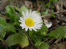 Bellis perennis (2014, March 11)