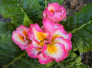 Double Primula, Pink (2014, March 13)