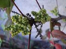 poze 2014 118mahonia