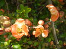 Chaenomeles japonica (2014, April 01)