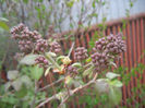 Syringa vulgaris_Lilac (2014, April 01)