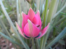 Tulipa Little Beauty (2014, April 08)