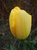 Tulipa Blushing Apeldoorn (2014, Apr.07)