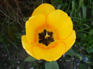 Tulipa Blushing Apeldoorn (2014, Apr.09)