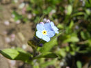 Myosotis alpestris (2014, April 08)