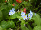 Myosotis alpestris (2014, April 10)