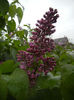 Syringa vulgaris_Lilac (2014, April 10)