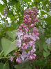 Syringa vulgaris_Lilac (2014, April 13)