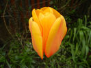 Tulipa Blushing Apeldoorn (2014, Apr.13)