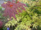 Acer Bloodgood & Katsura (2014, Apr.13)