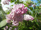 Syringa vulgaris_Lilac (2014, April 20)