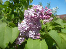 Syringa vulgaris_Lilac (2014, April 20)