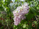 Syringa vulgaris_Lilac (2014, April 20)