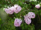 Syringa vulgaris_Lilac (2014, April 22)