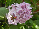 Syringa vulgaris_Lilac (2014, April 22)