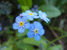 Myosotis alpestris (2014, April 20)