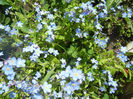 Myosotis alpestris (2014, April 20)