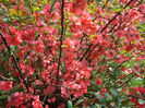 Chaenomeles japonica  (Thunb.) Lindl. ex Spach 1834