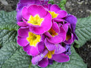 Violet Primula (2014, March 12)