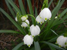 Leucojum aestivum (2014, April 01)