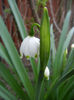 Leucojum aestivum (2014, April 01)