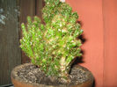Cactusi suculente