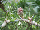 Abies koreana (2014, April 30)