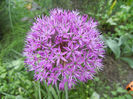 Allium Purple Sensation (2014, May 02)