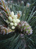 Pinus mugo Laurin (2014, April 30)