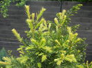 Taxus baccata (2014, May 02)