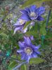 clematis multi blue