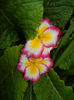 Primula (2014, May 13)