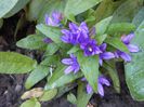 campanula glomerata