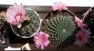 Gymno si rebutia