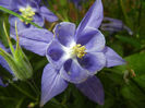 Aquilegia Blue (2014, May 16)