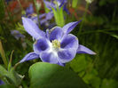 Aquilegia Blue (2014, May 18)