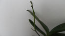 Evolutie orhidee 26 Mai 2014 004