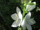 campanula